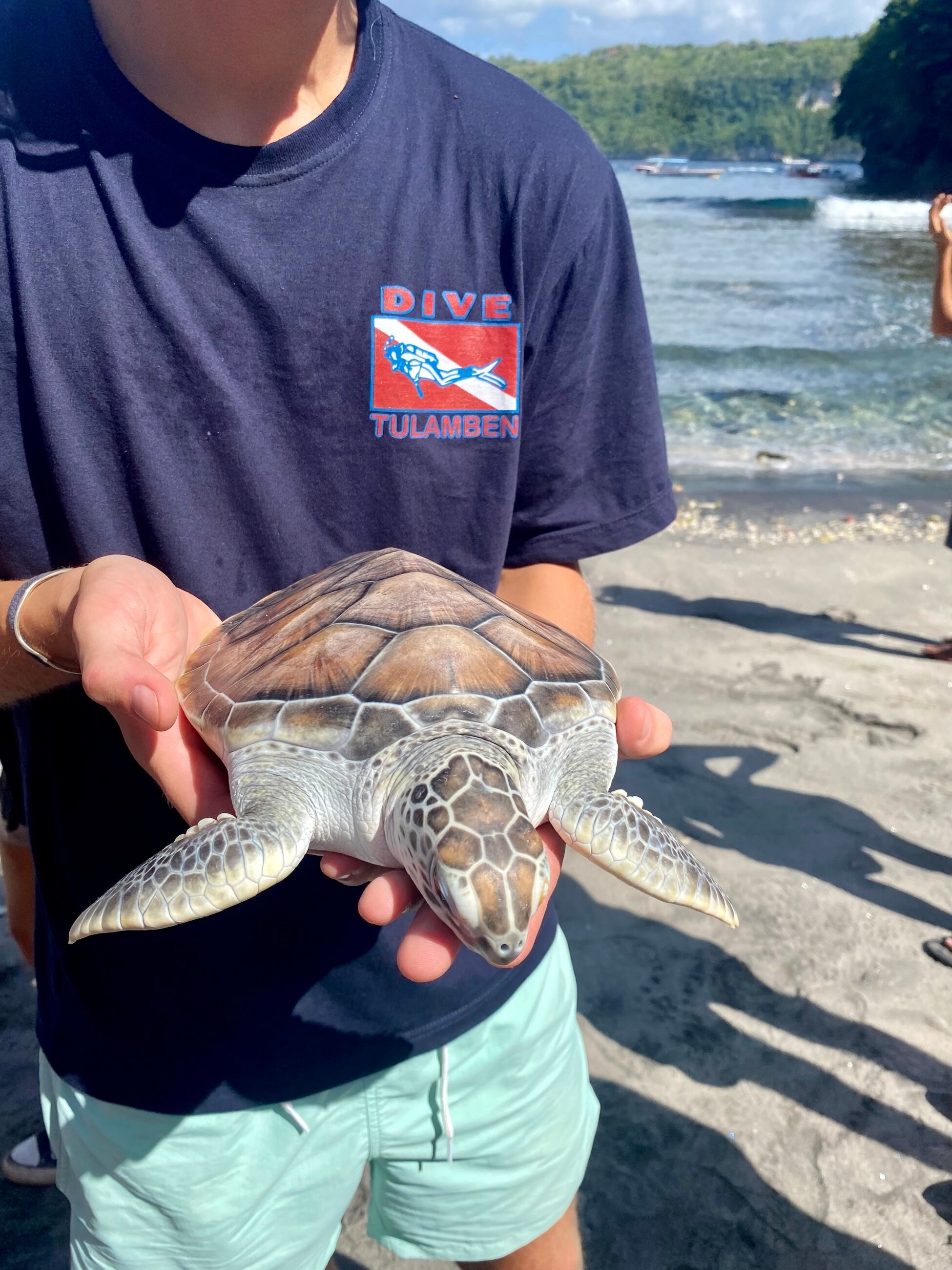 Turtle release