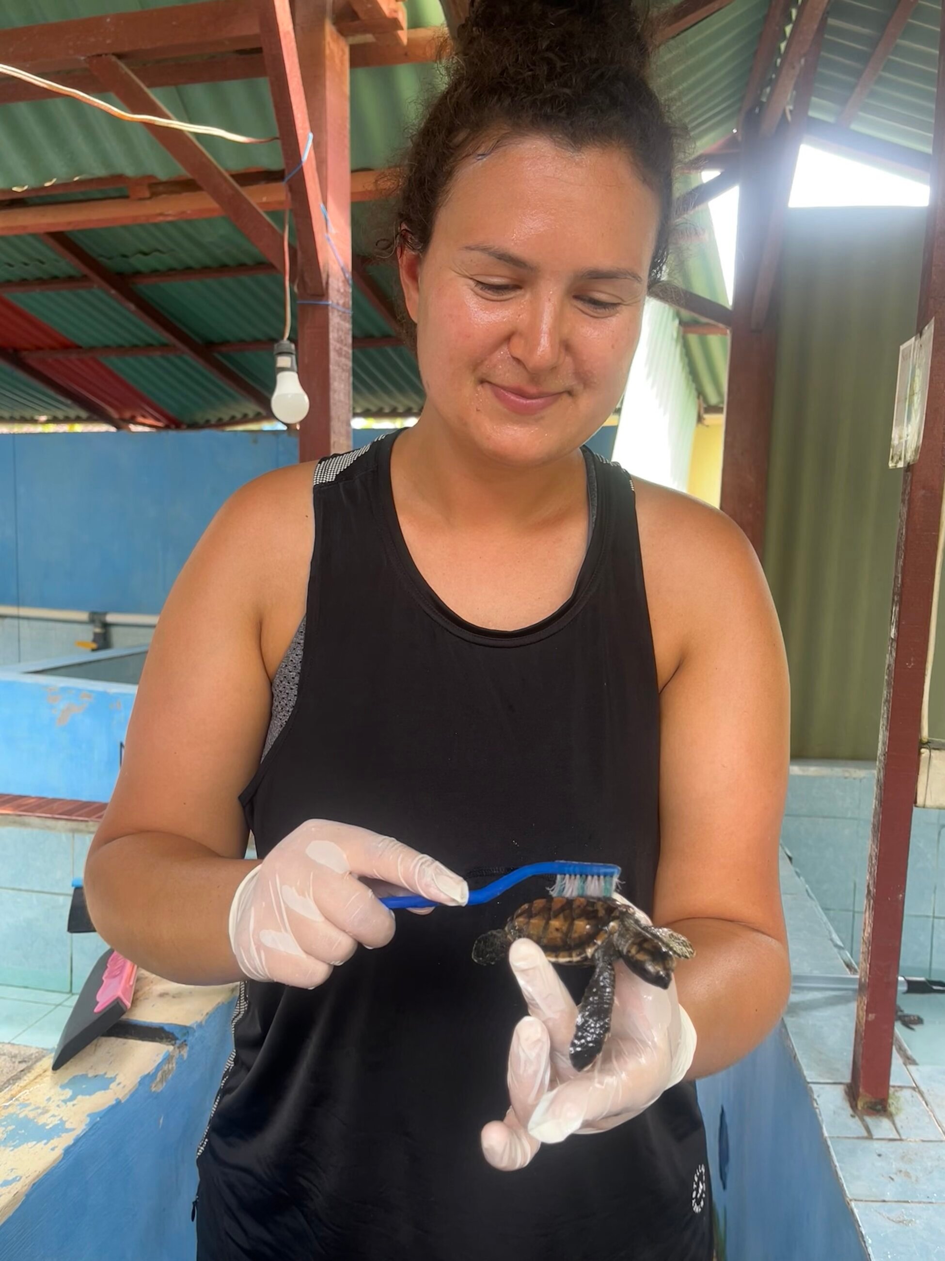Cleaning baby sea turtle