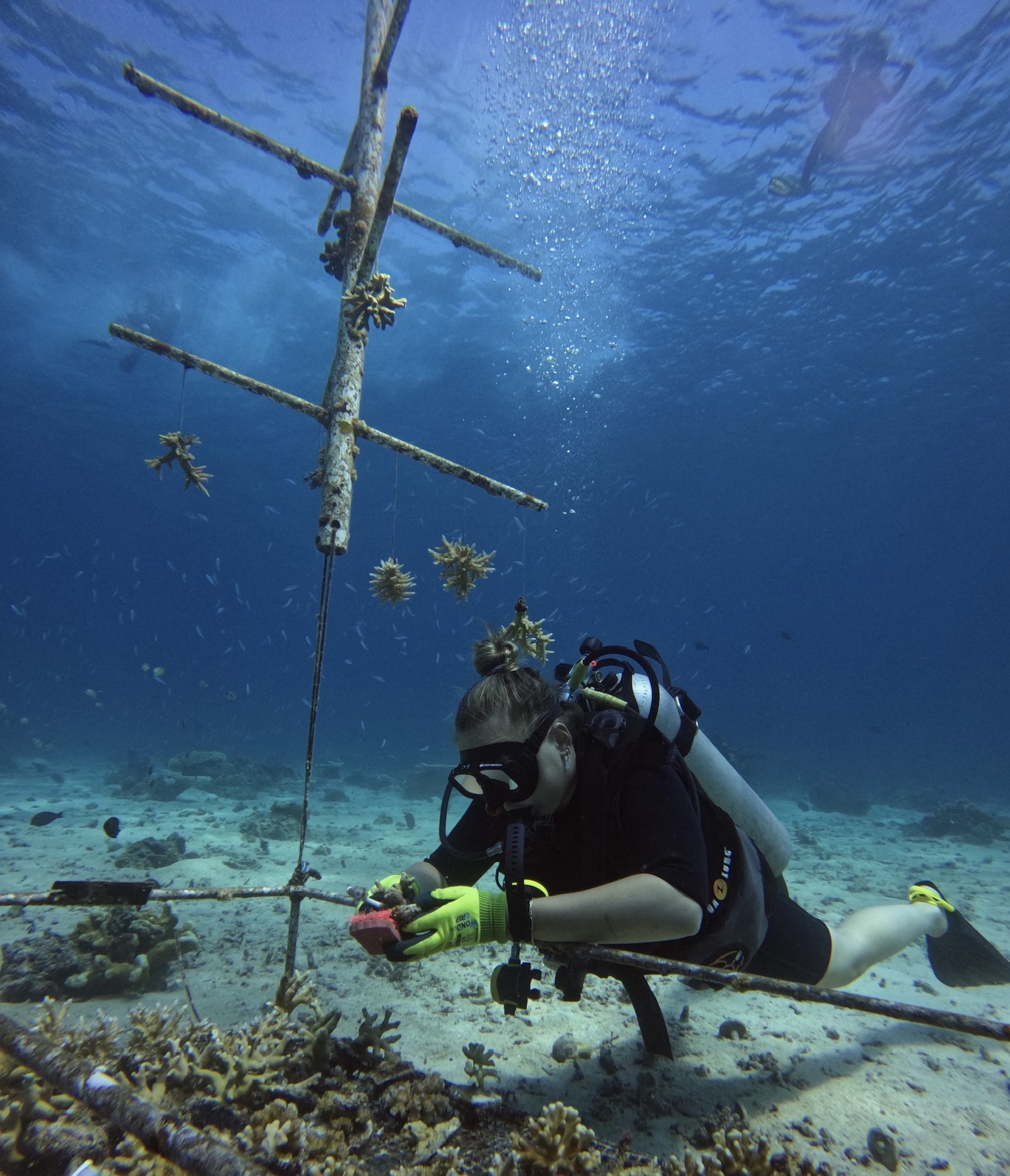 Working on the coral nursery 