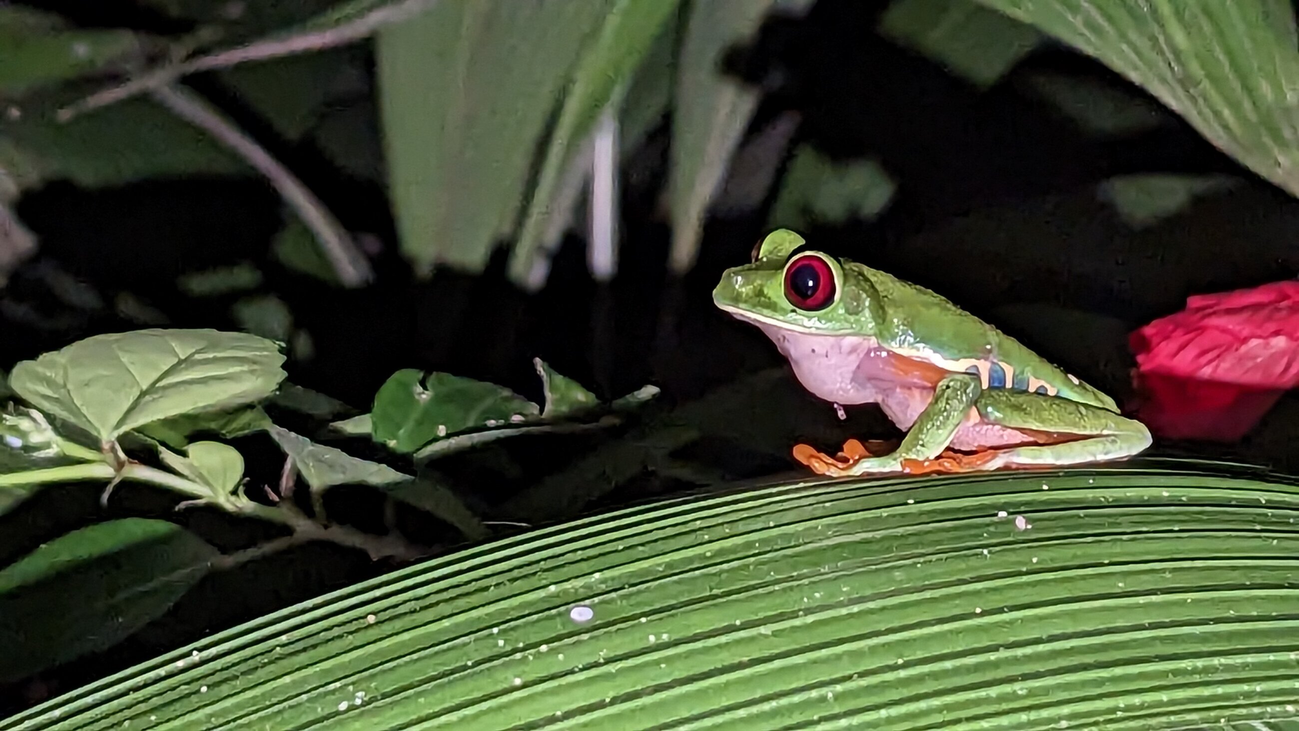 Agalychnis callidryas aka the Red-eyed Tree Frog