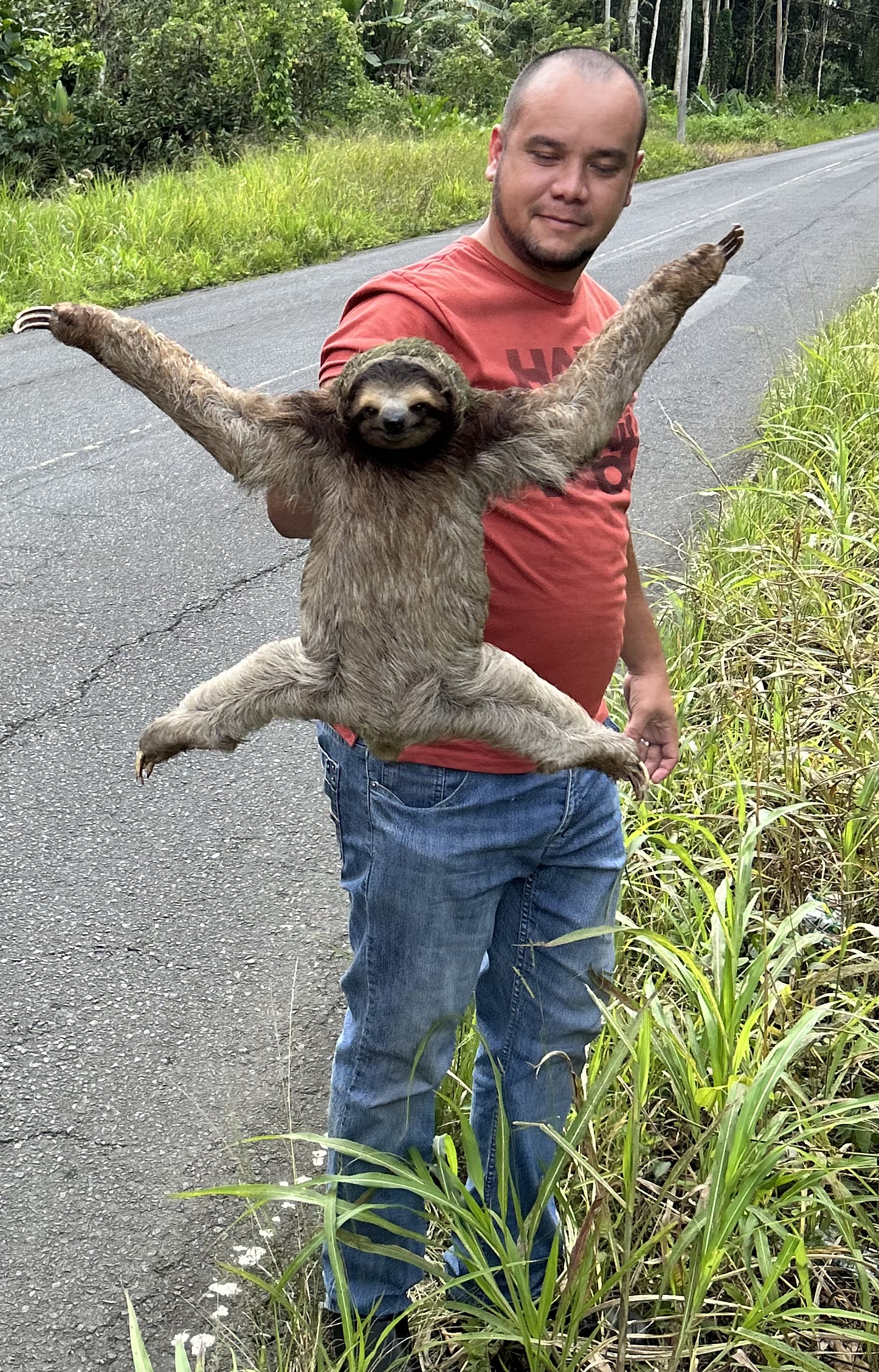Helping a sloth cross the road