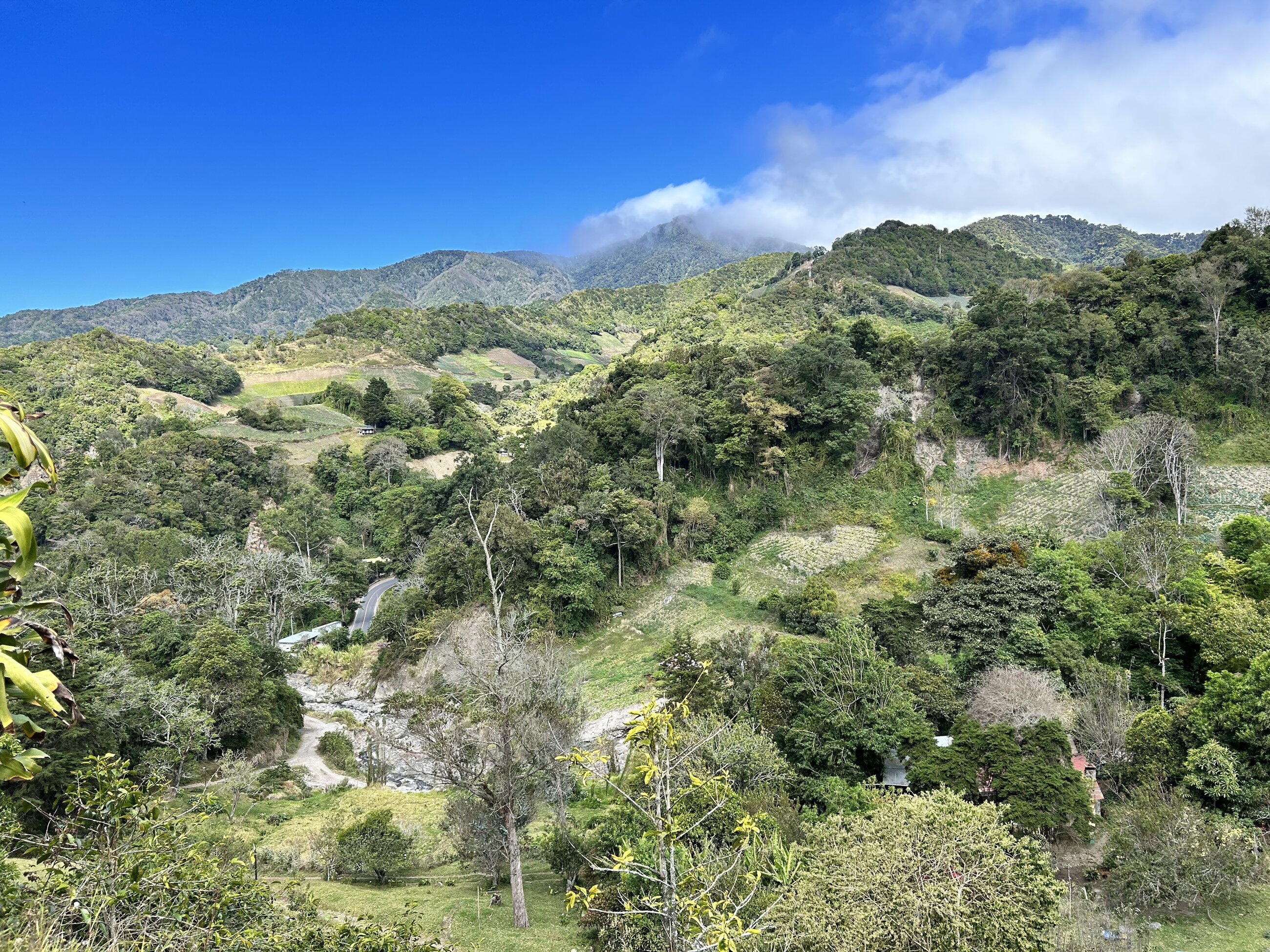 Coffee Farm View