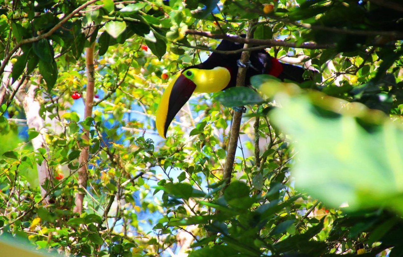 Toucan