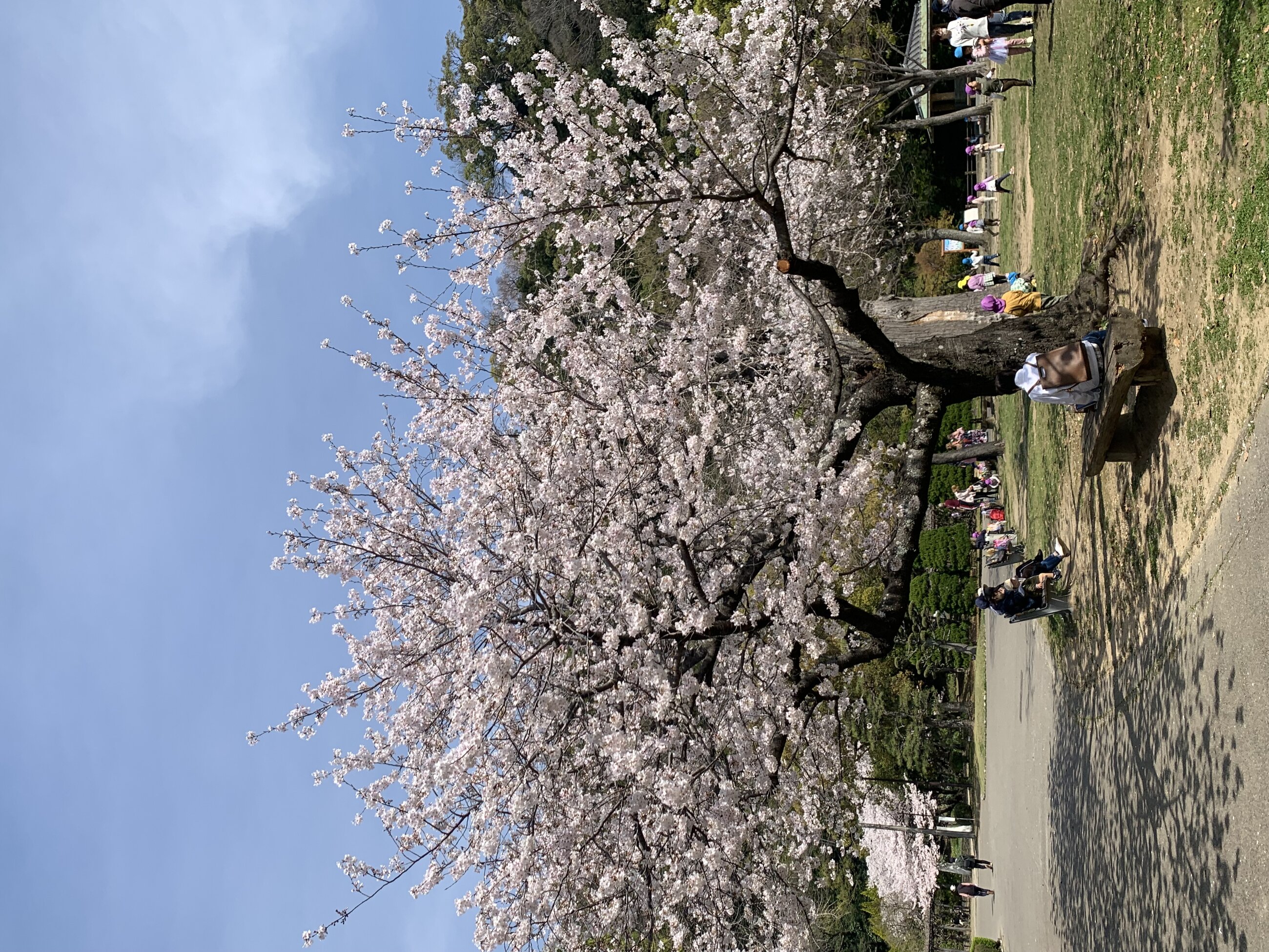 Cherry Blossom Season