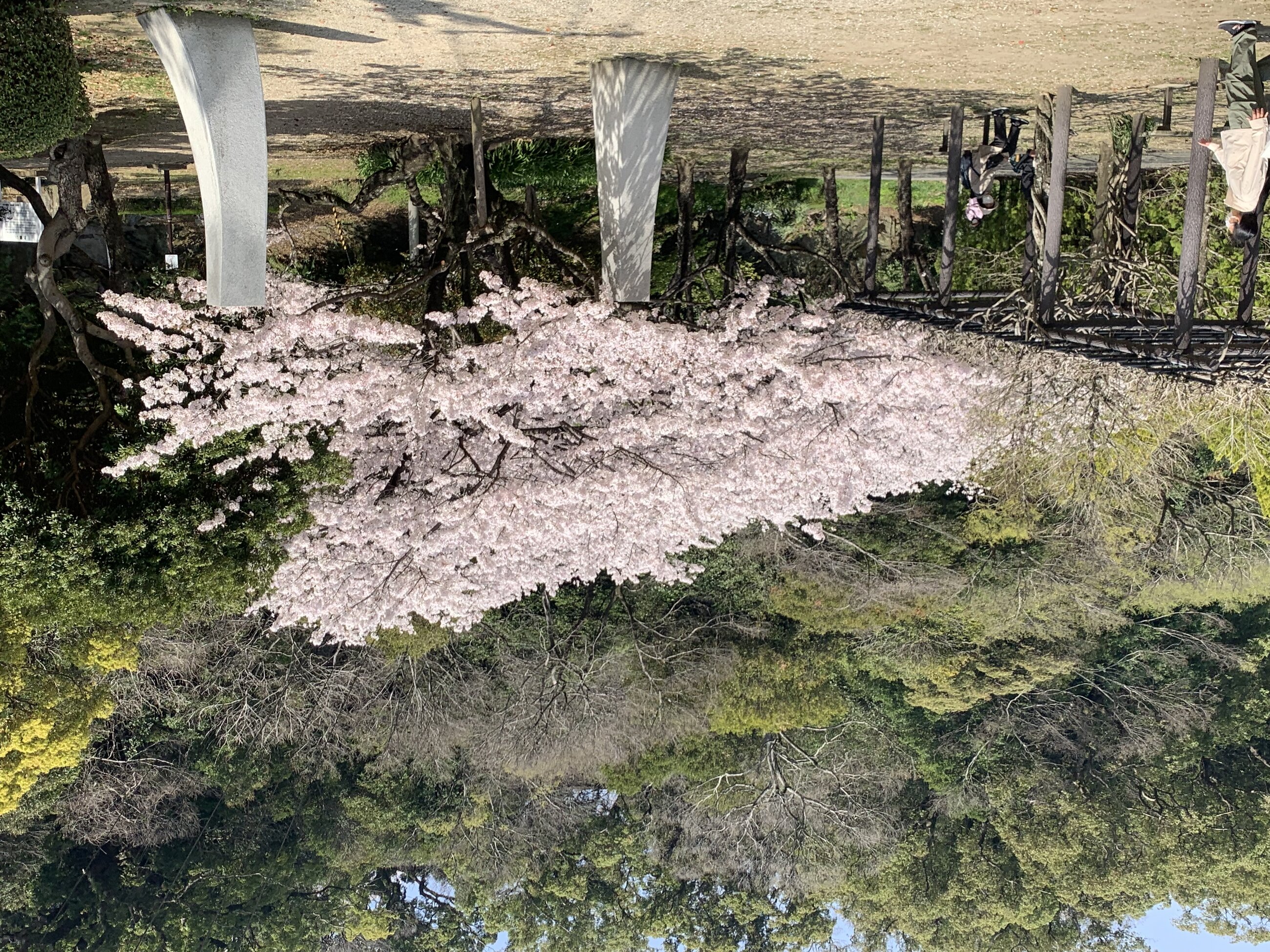 Cherry Blossom Season 2