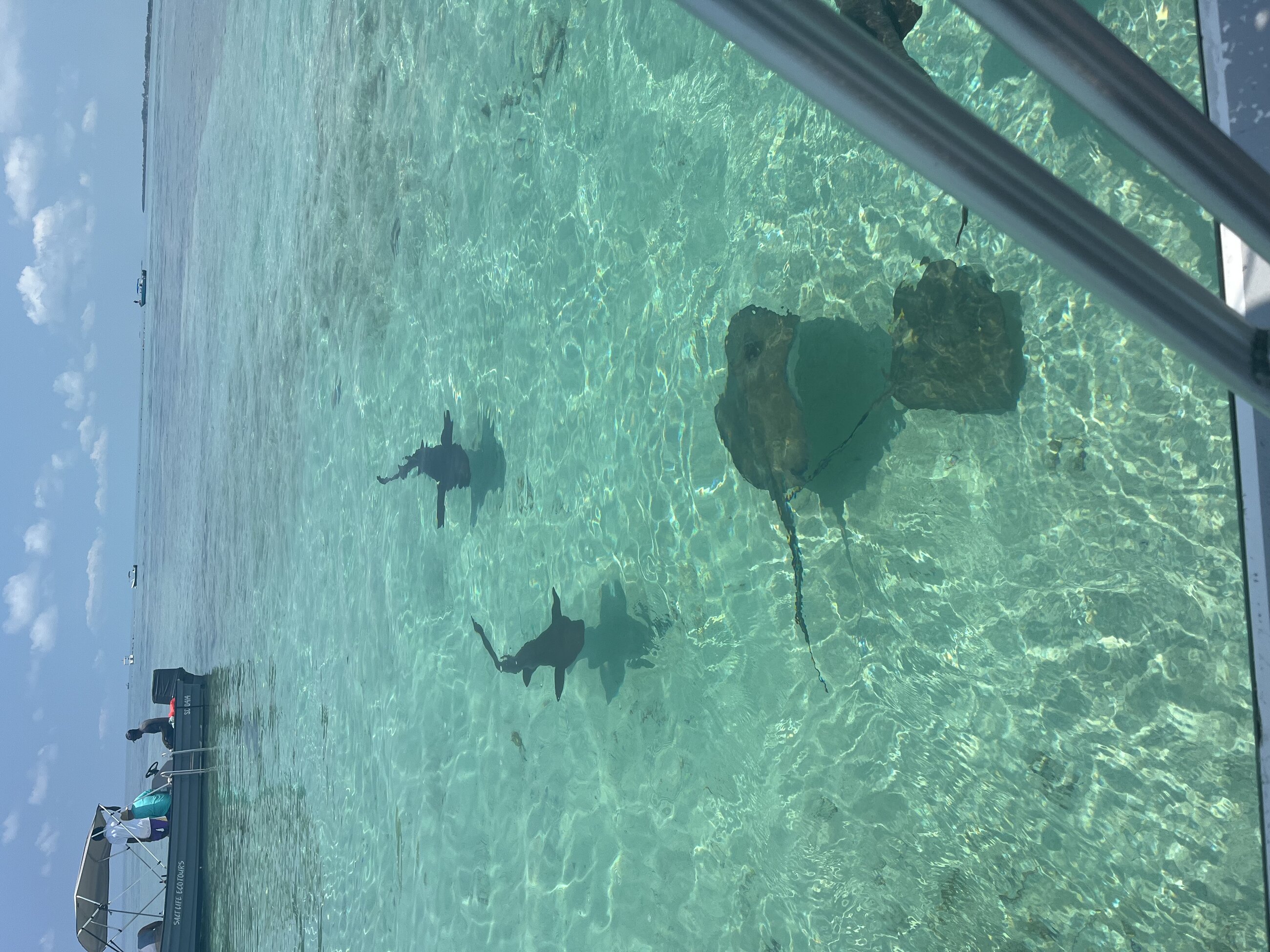 Off the coast of Caye Caulker. One of our excursions was snorkeling and we got to see many animals, including sharks and stingrays