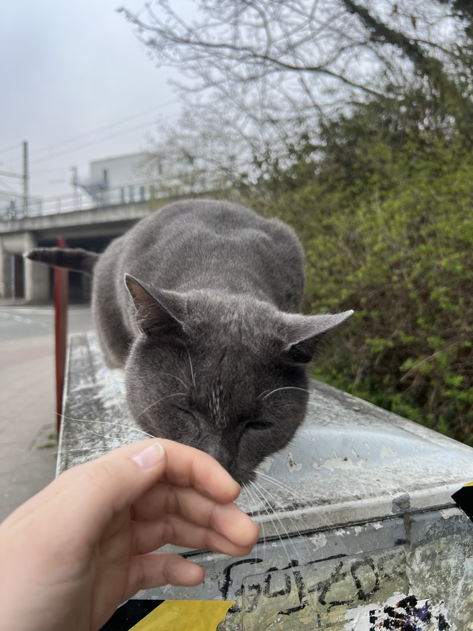 Lüneburg’s friendly cats!