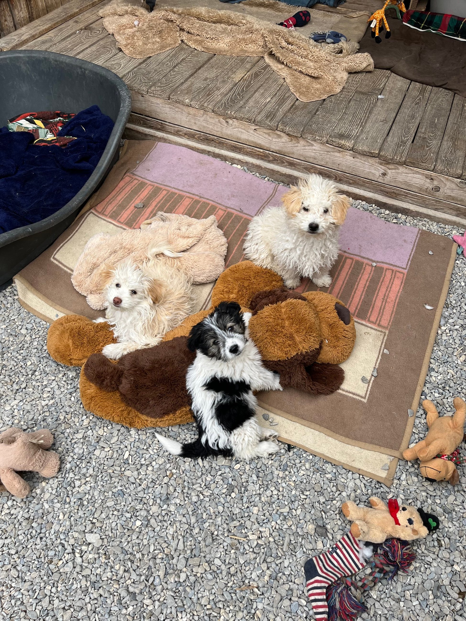 Puppies!