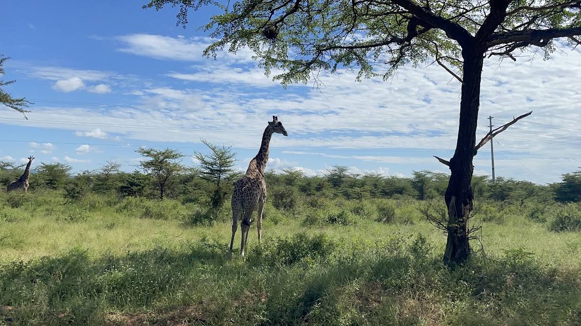 Views from the Safari