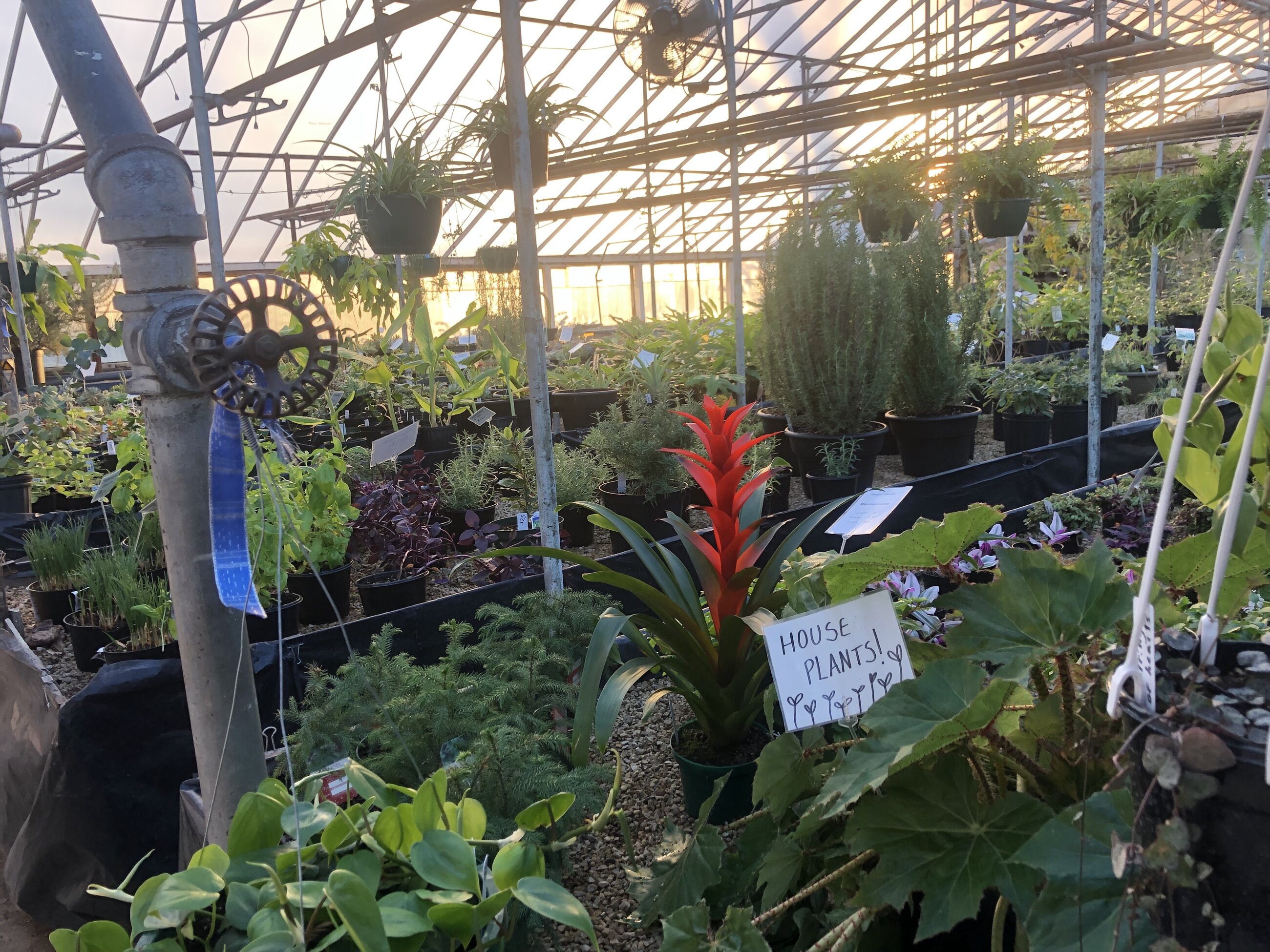 The Thoreau College greenhouse
