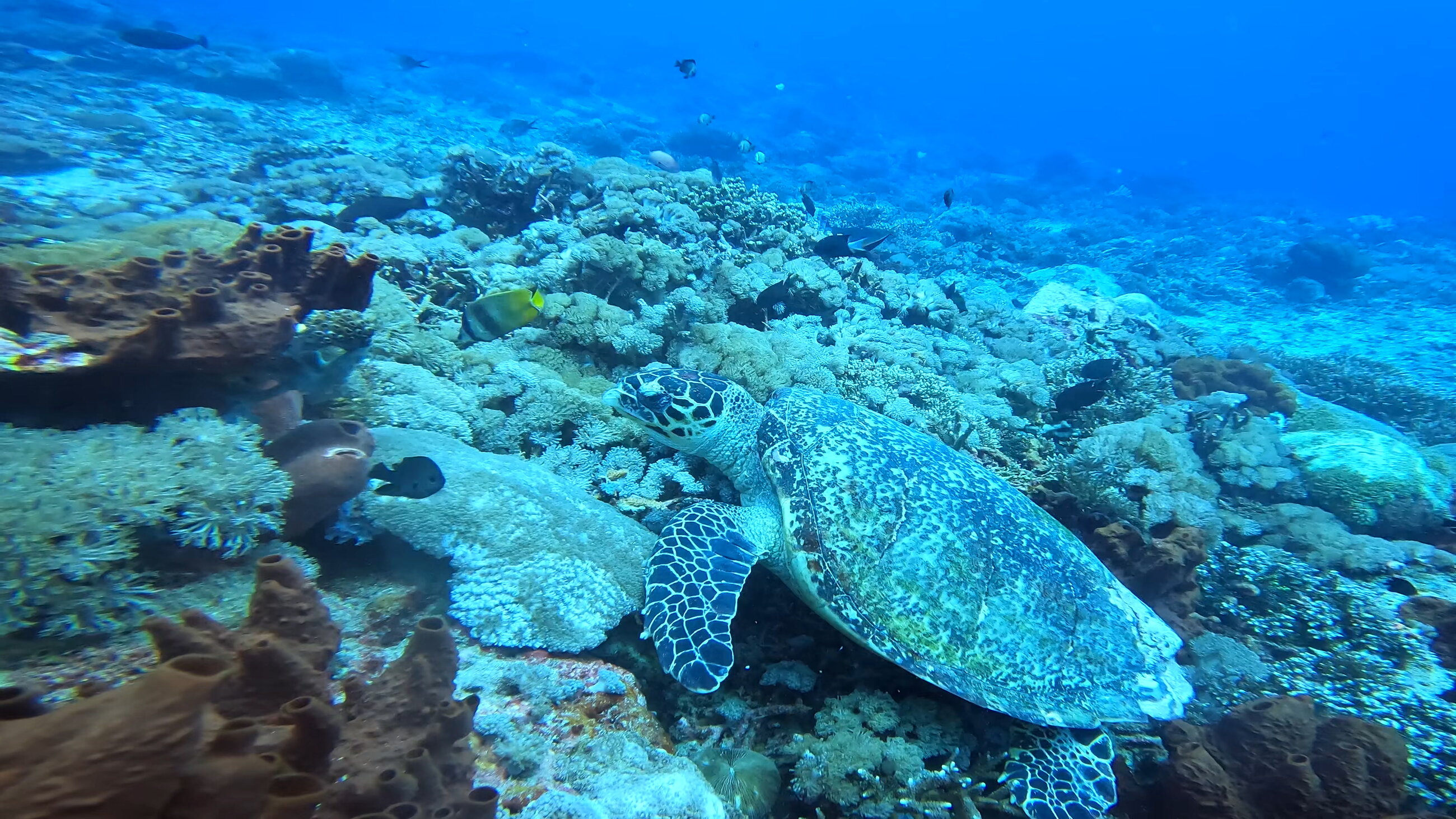 Turtle