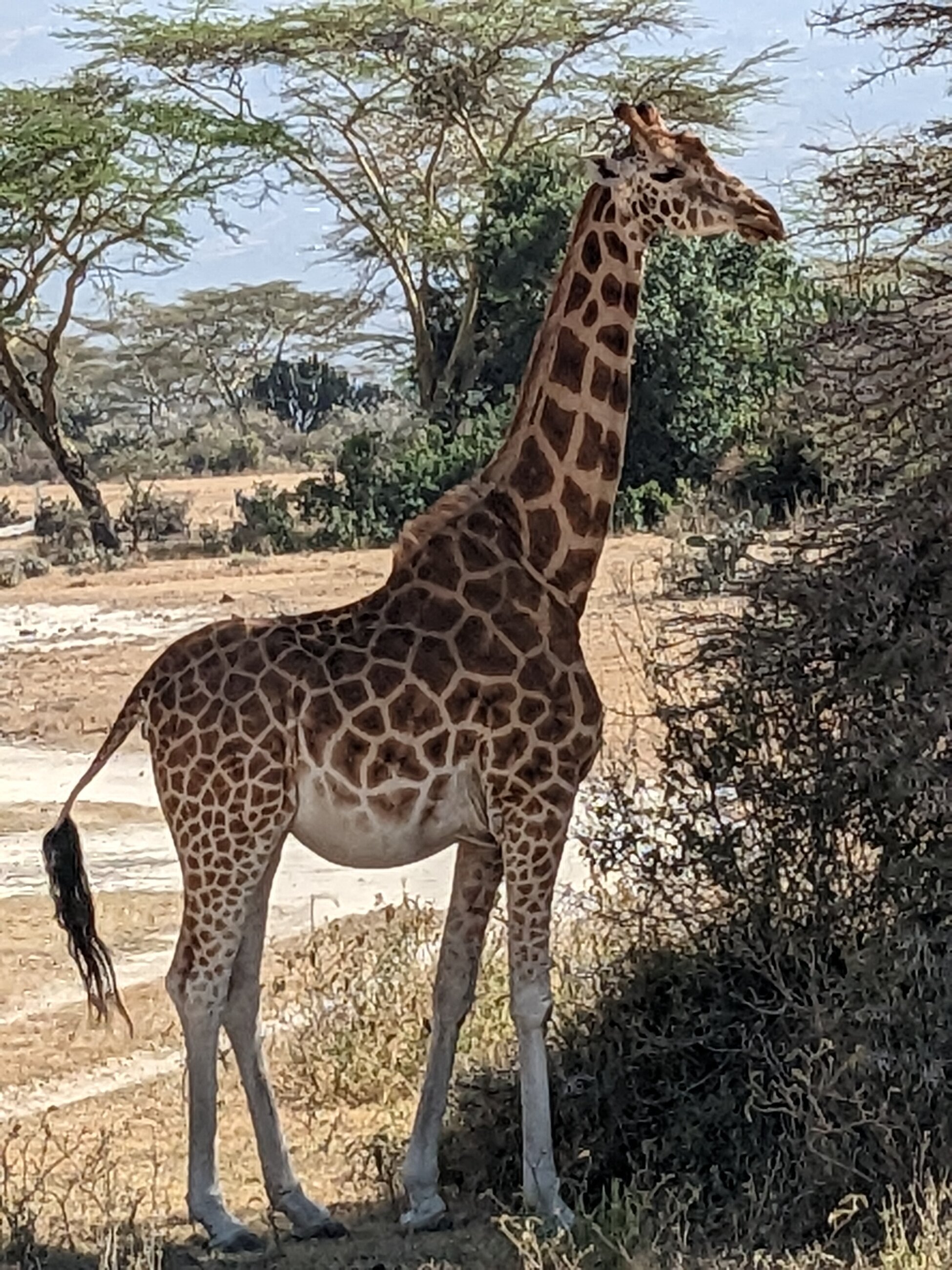 Giraffe monitoring