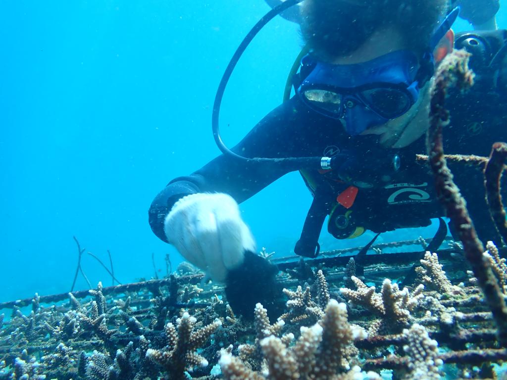 Coral maintenance