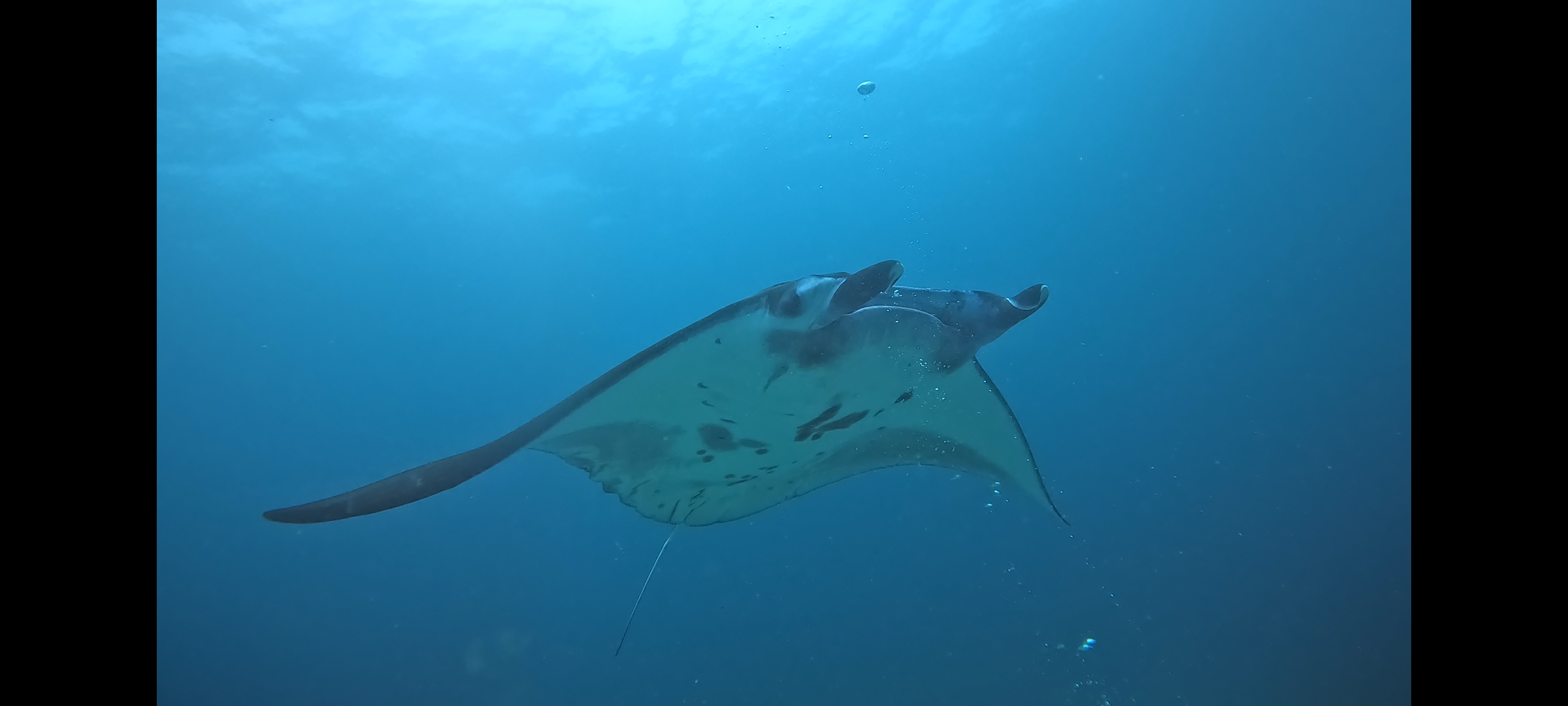 Reef manta