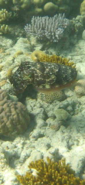 cuttlefish on the reef
