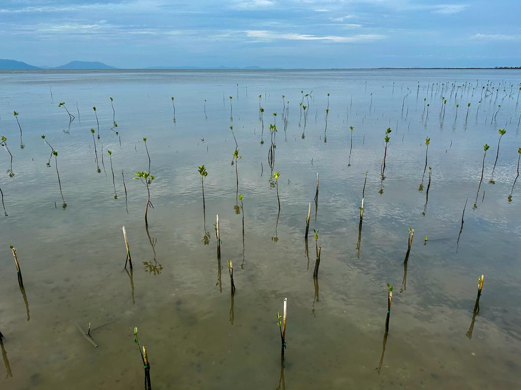 Baby mangroves!