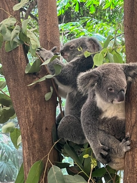 Koalas at Port Douglas Wildlife Habitat 