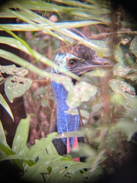 Wild Cassowary