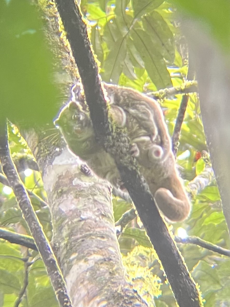 Green Ringtailed Possum and baby