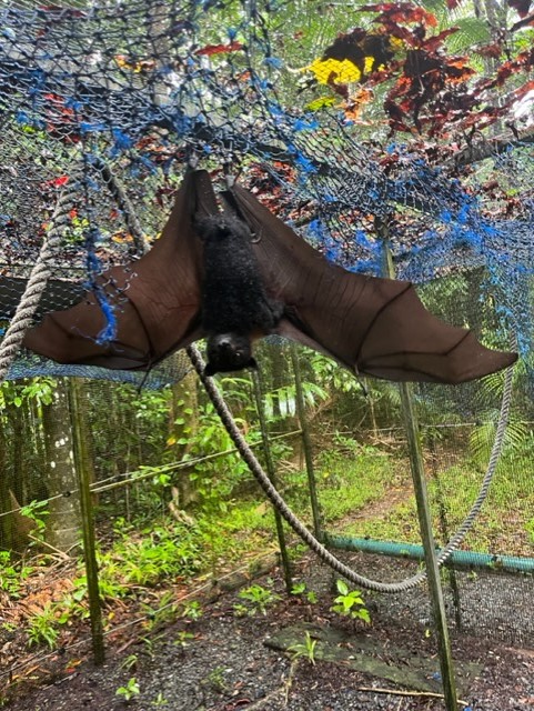 Spectacled Flying Fox