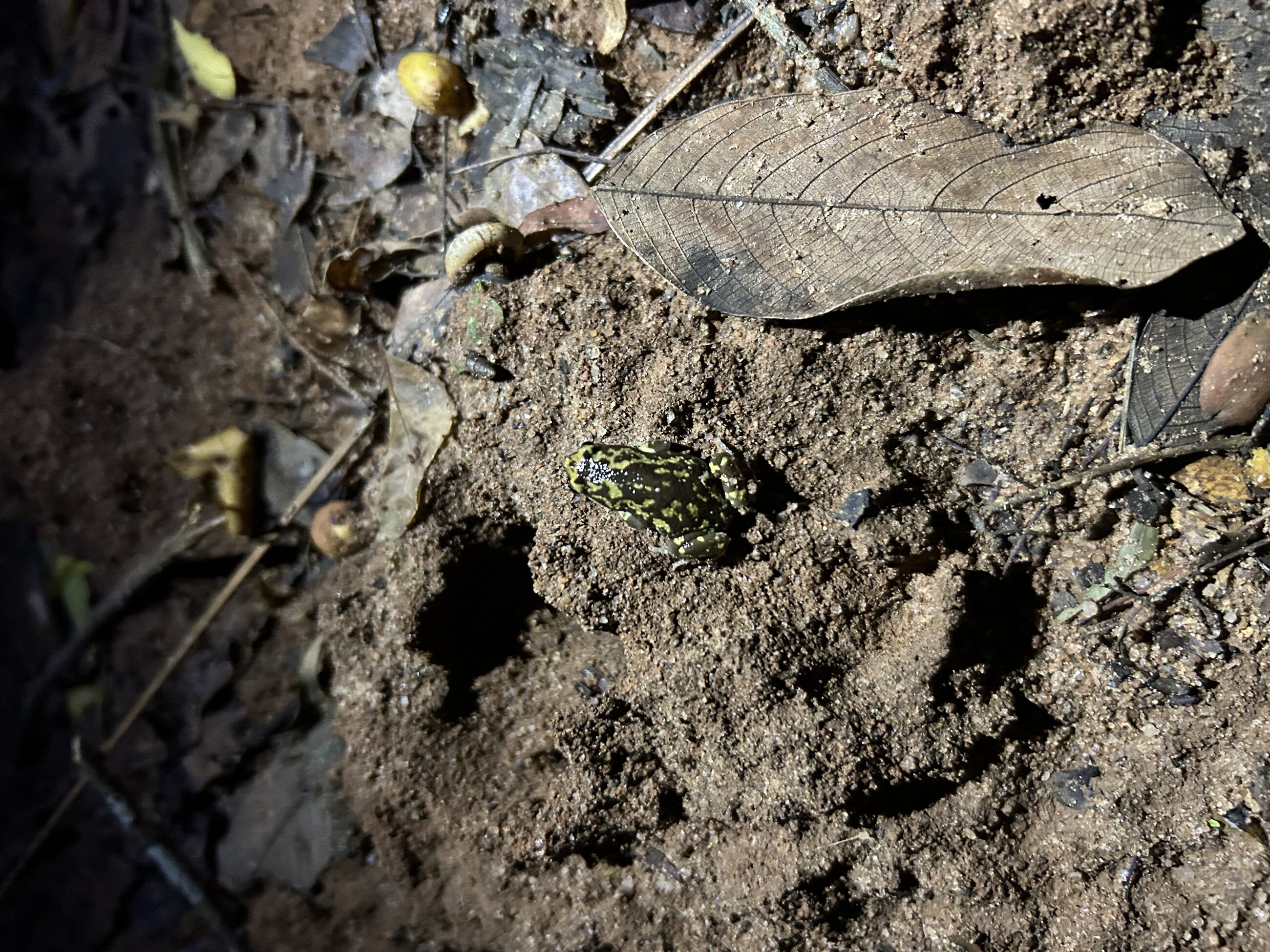Gunther’s toad