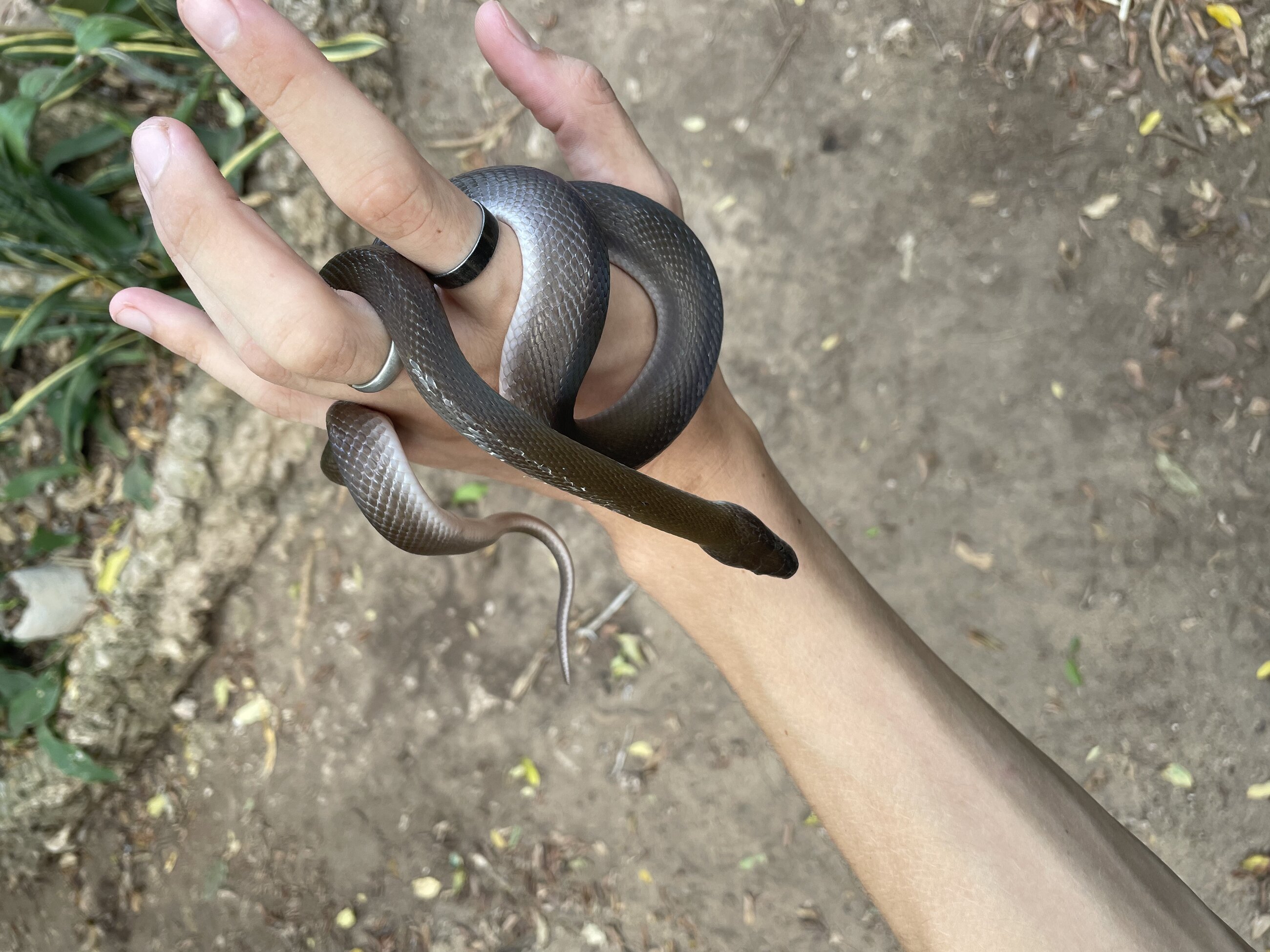 A non-venemous olive houe snake
