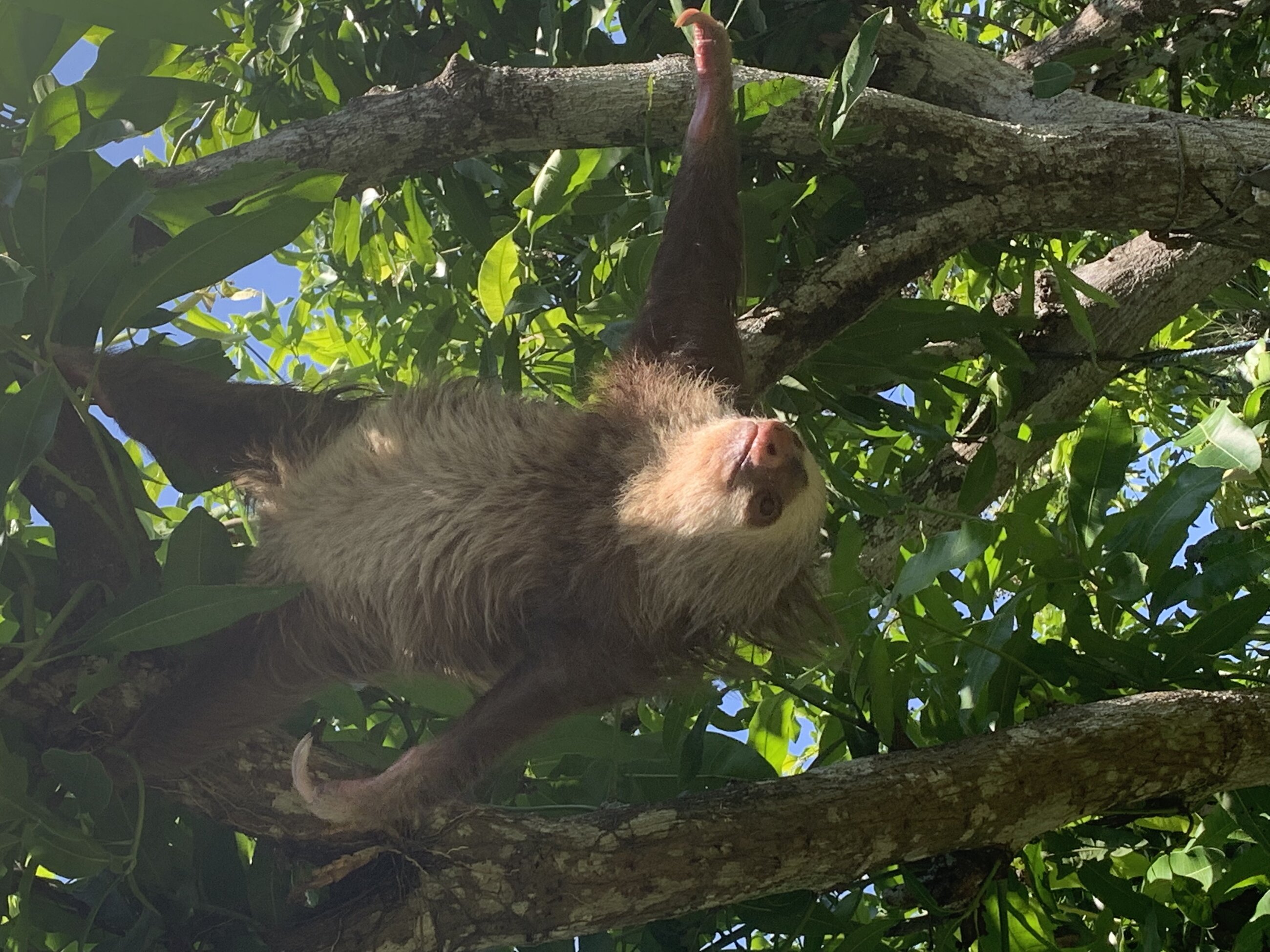 sloth