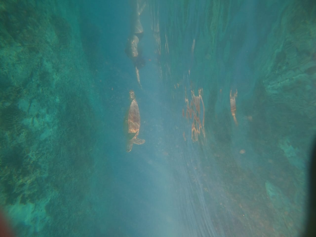 Swimming with turtles 