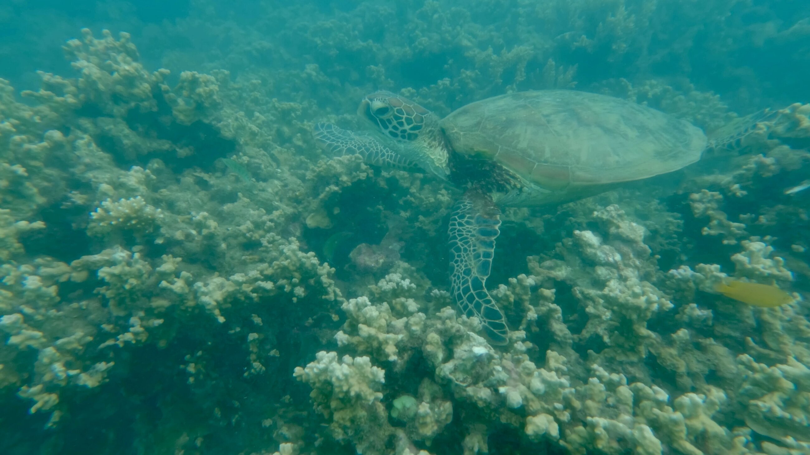 Turtle at Fitzroy Island