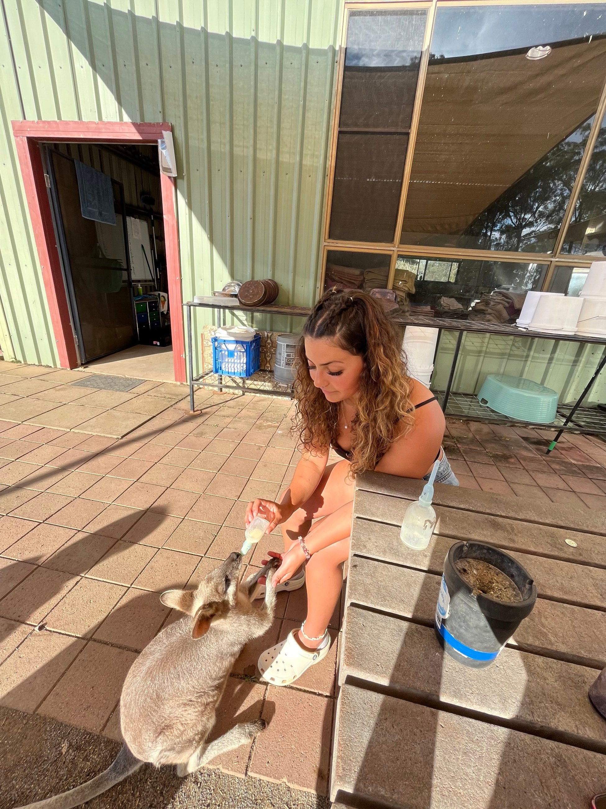 Feeding the wallabies