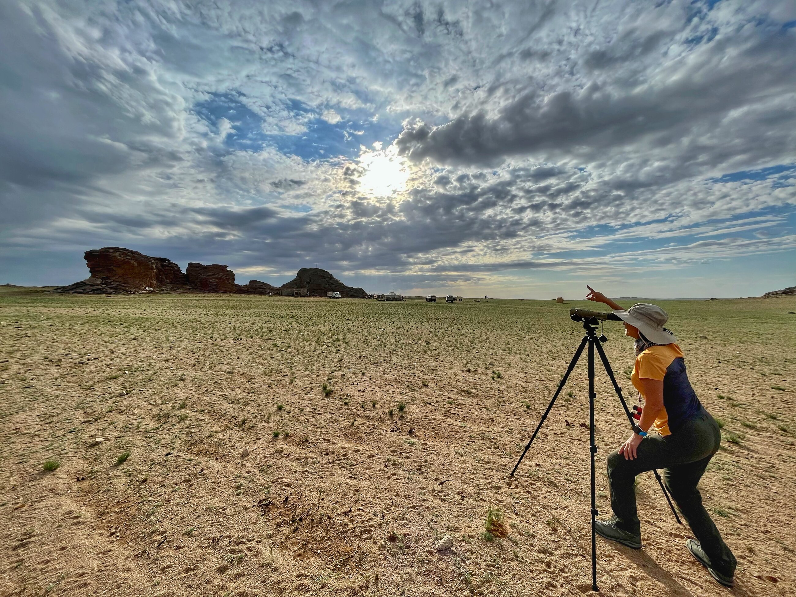 monitoring the lesser kestrel activities
