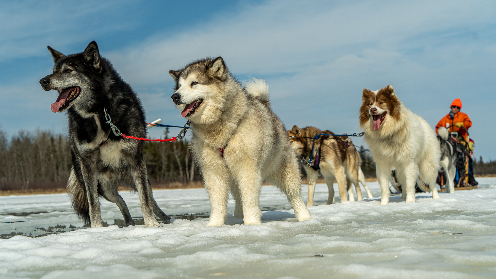 A dogsled team
