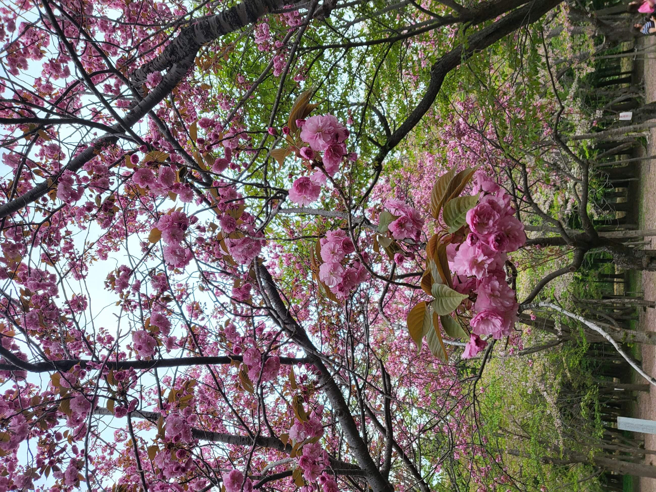 Pink Blossoms