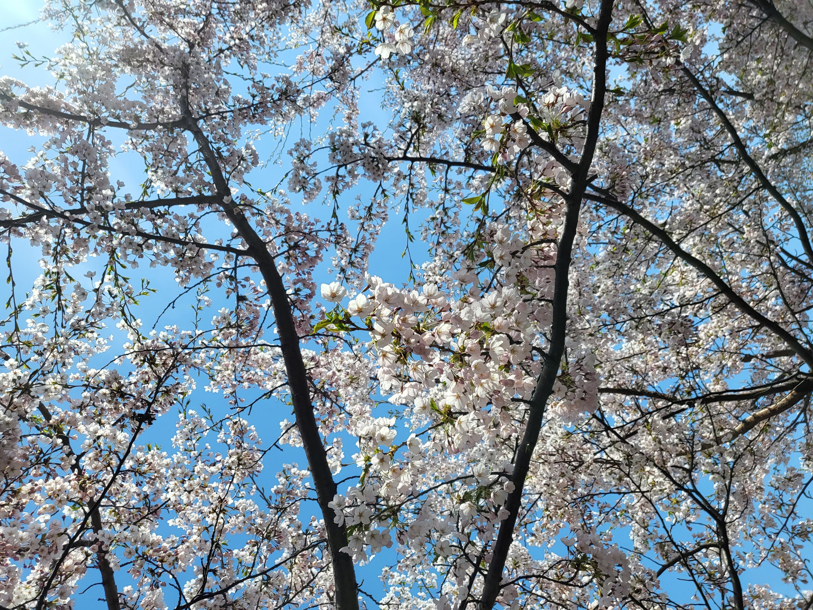 White Blossoms