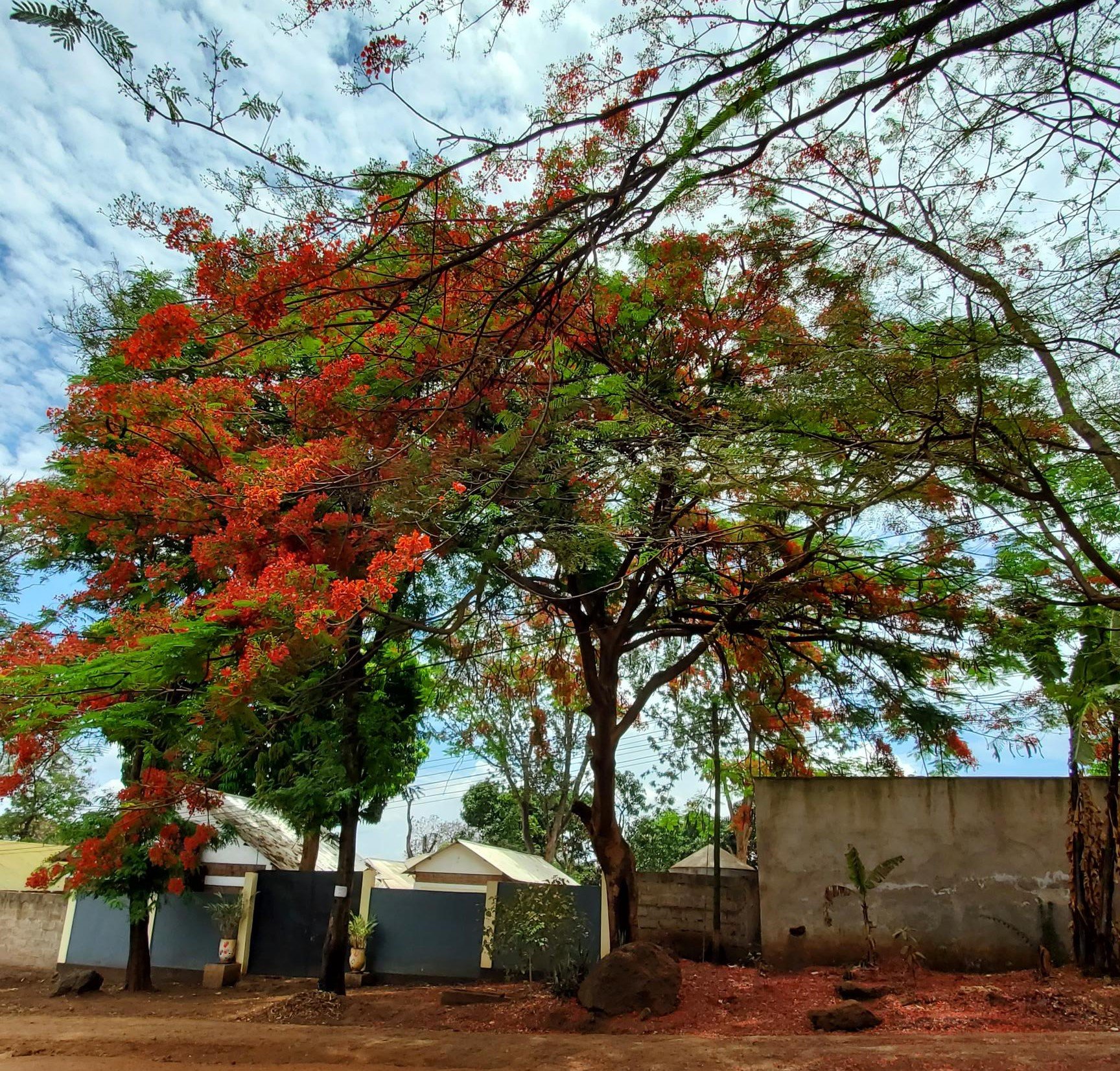 Walking to the market
