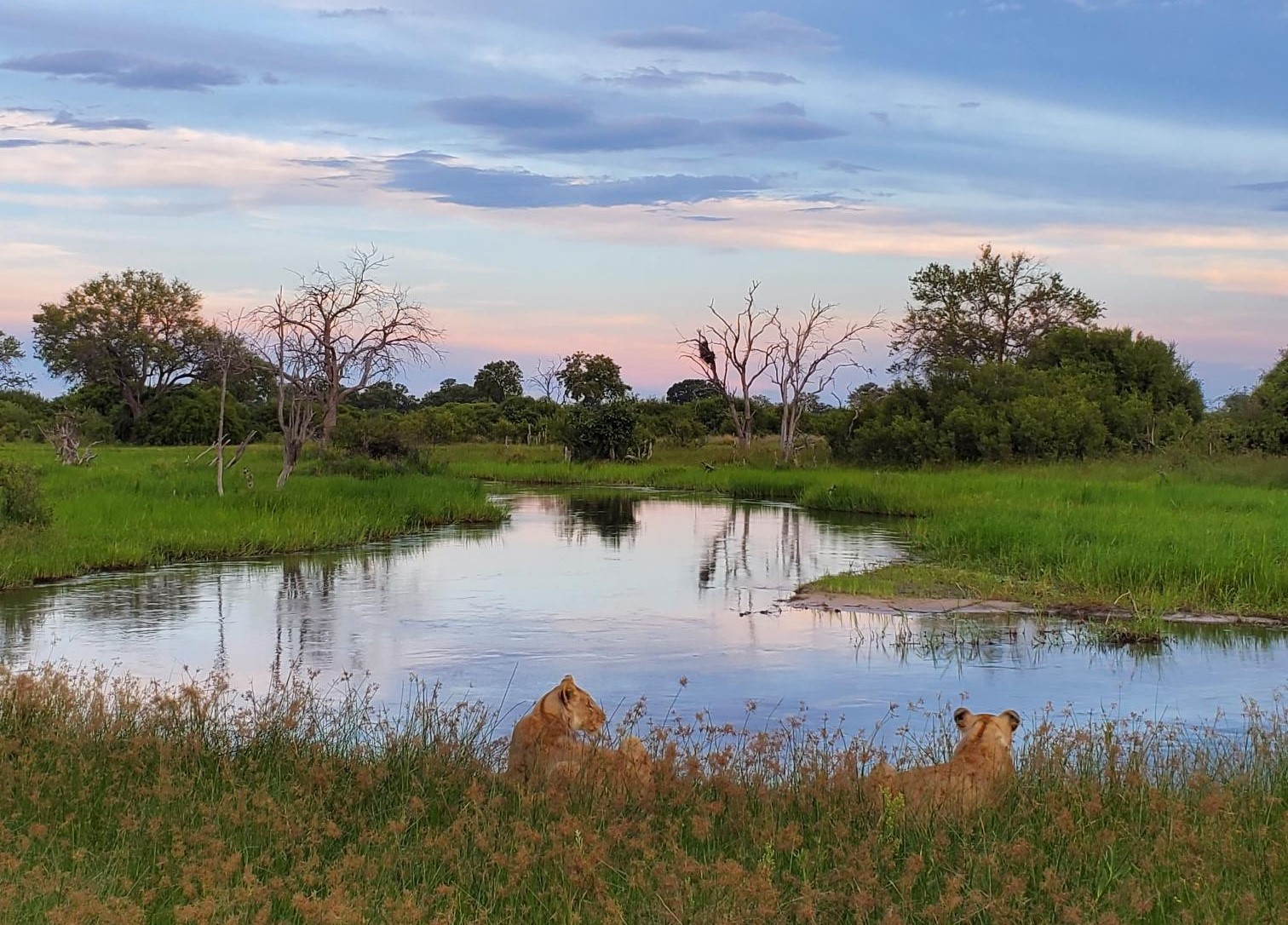 Safari