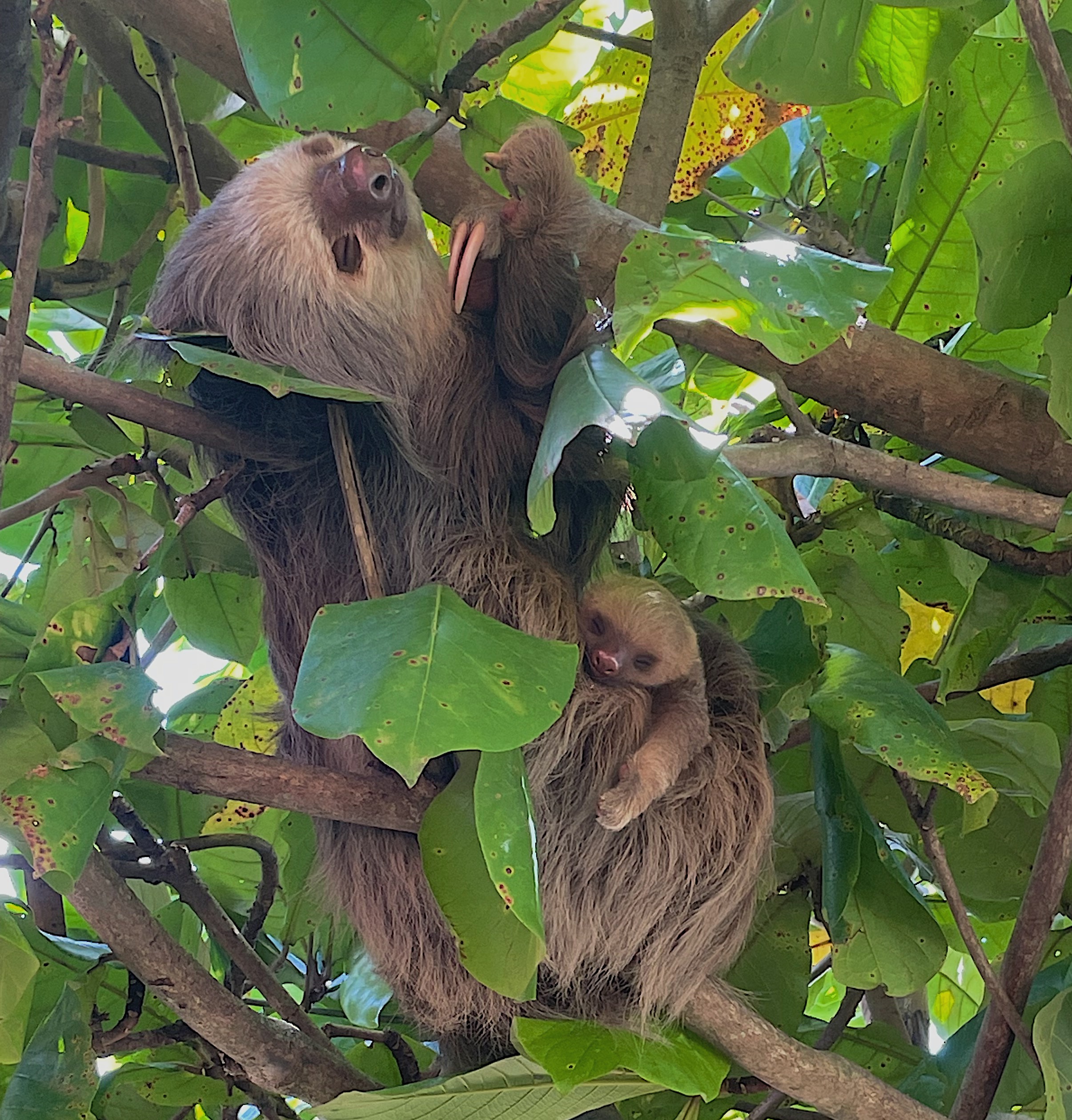 Baby sloth