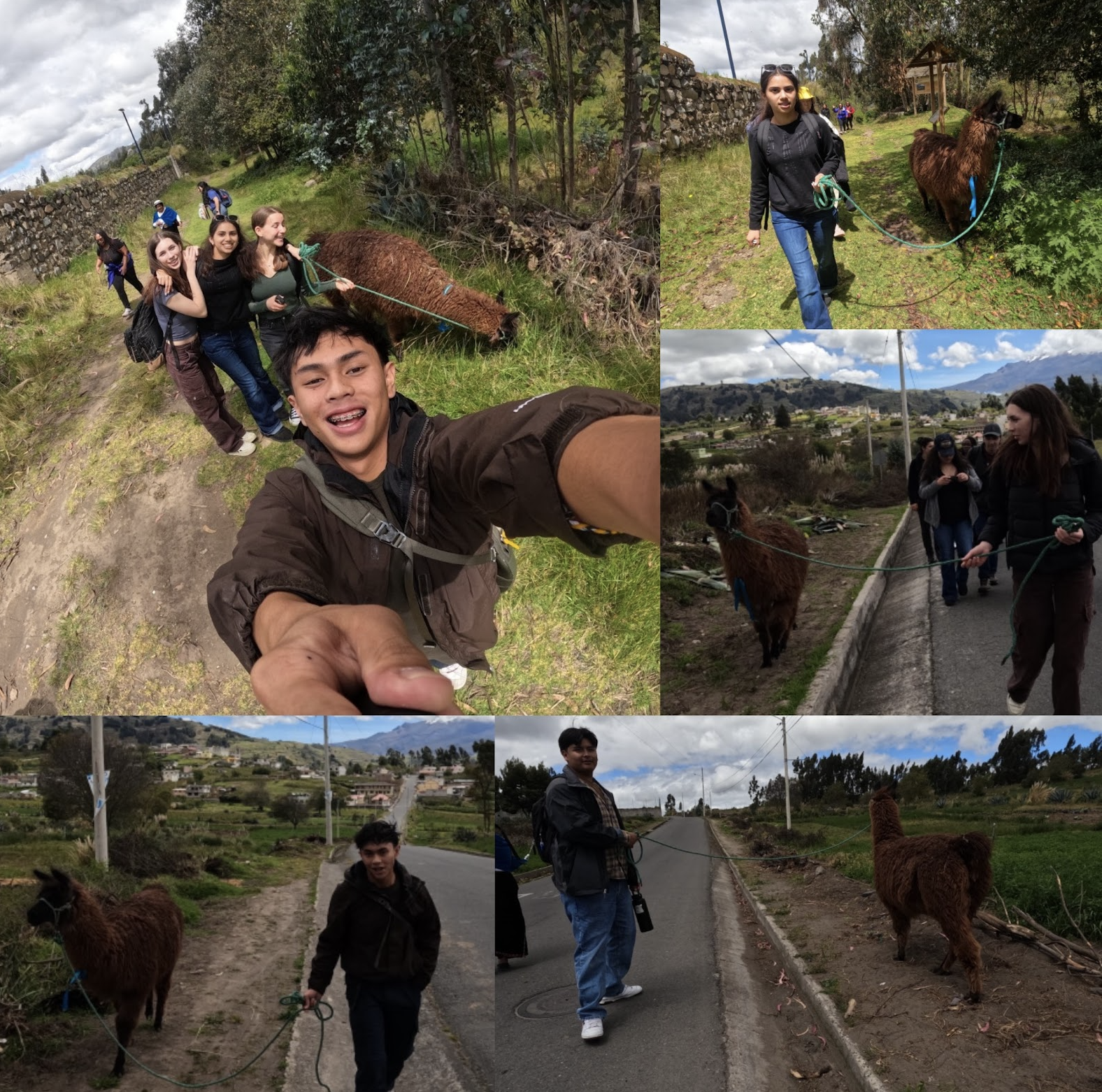 At Palacio Real, walking llamas