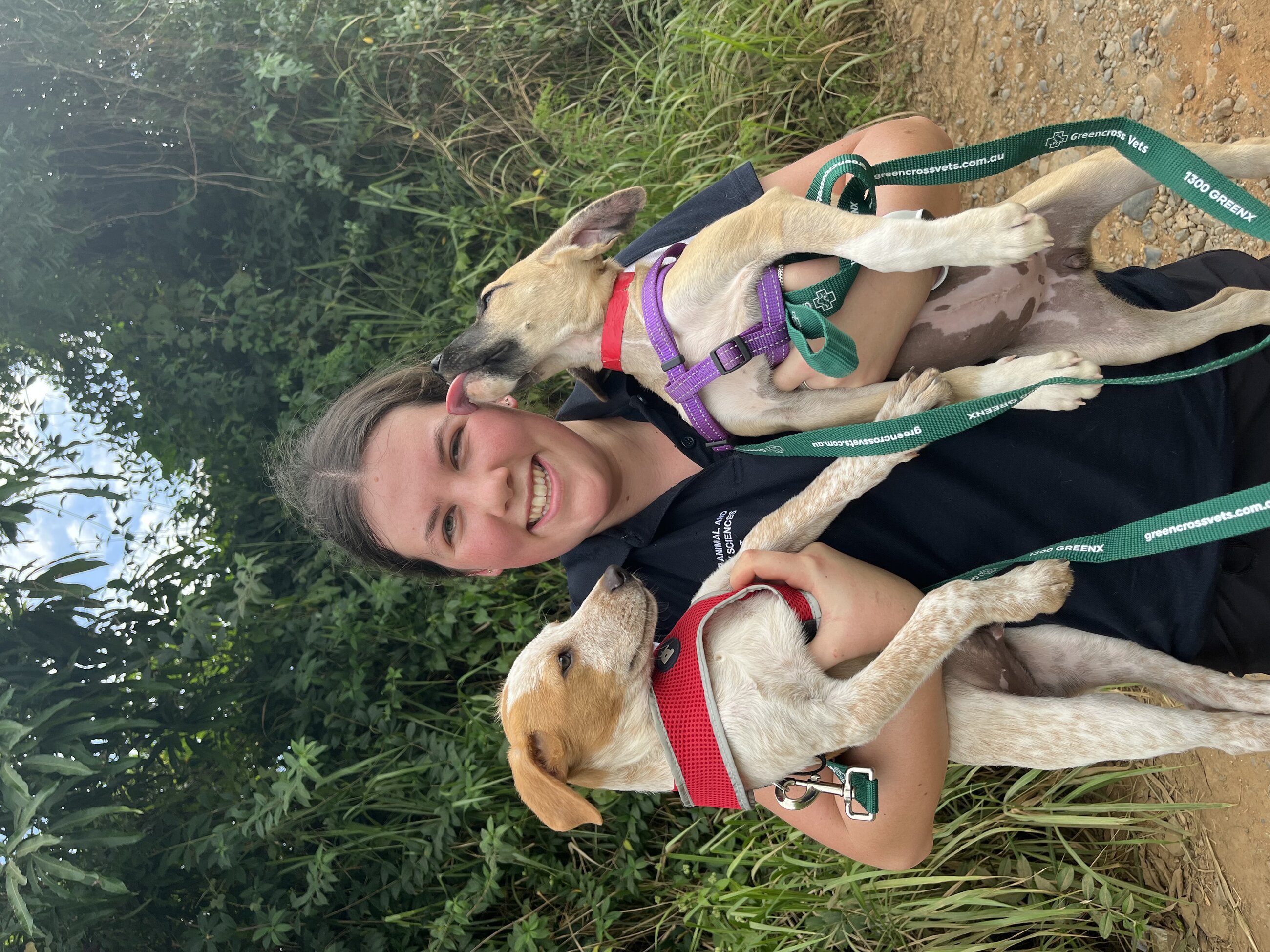 holding the dogs