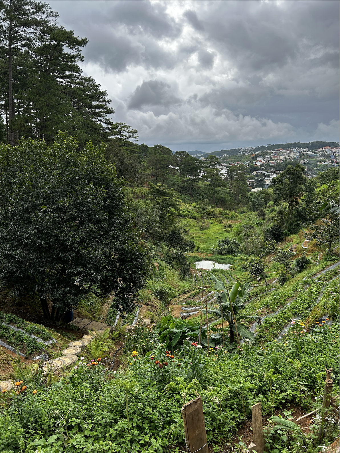 Travels to Da Lat - Vietnam during my internship [Deo May Farm]