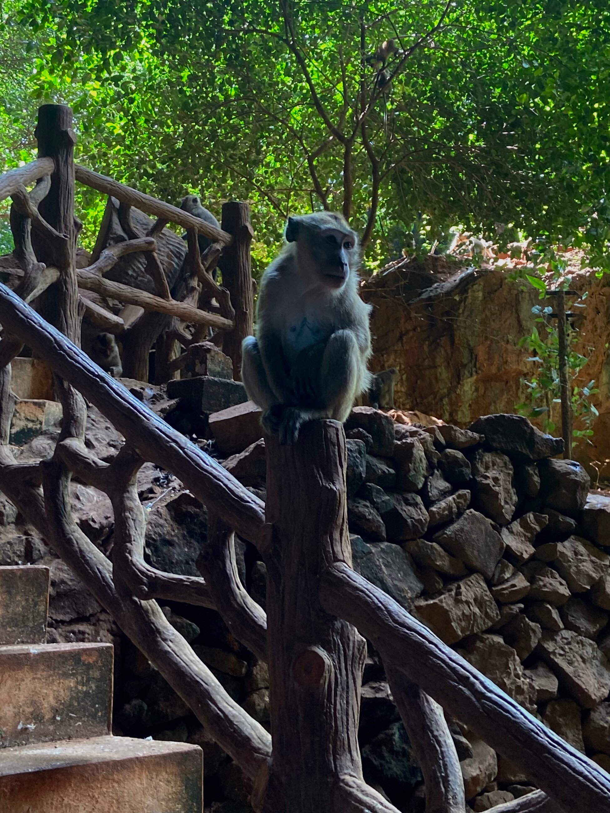 monkey