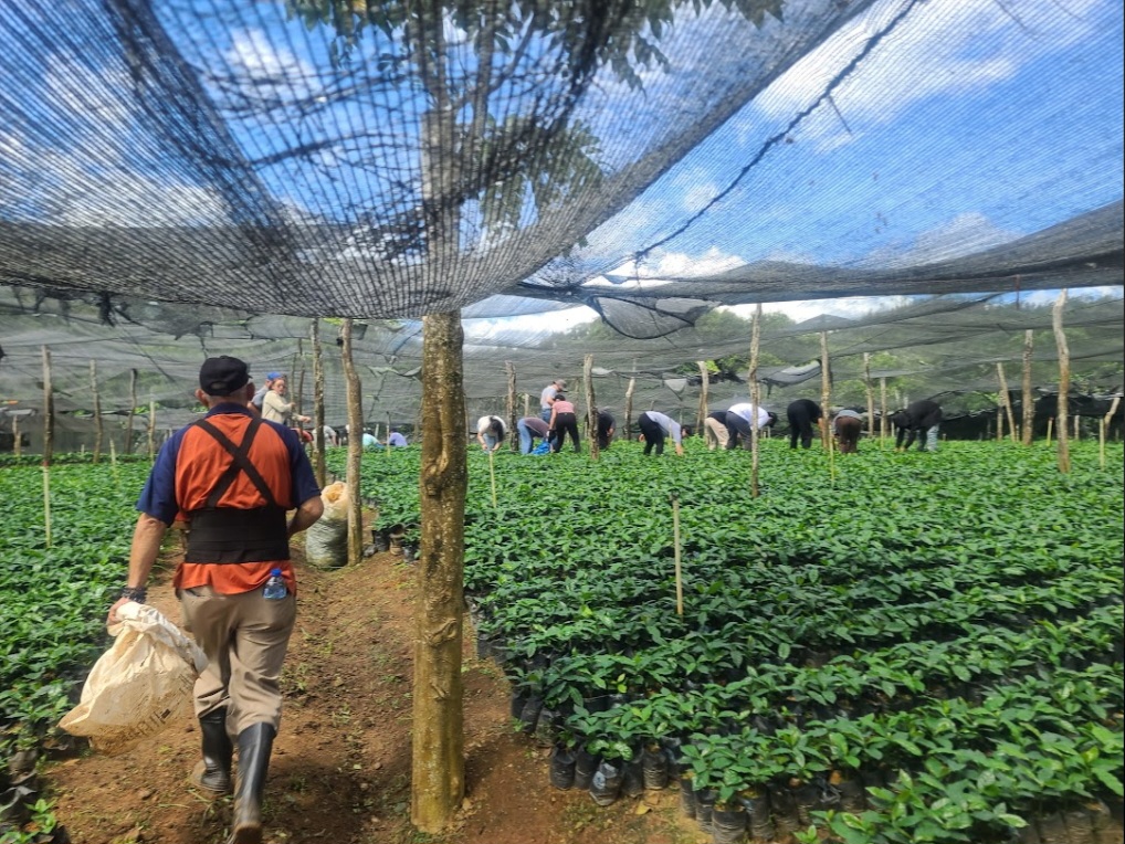 Tending to the coffee field