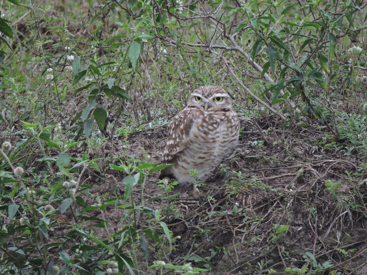 One of my study owls