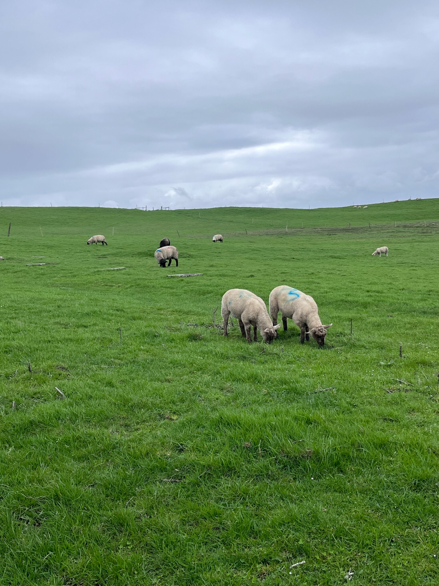 Sheep at Cliffs of Moher 