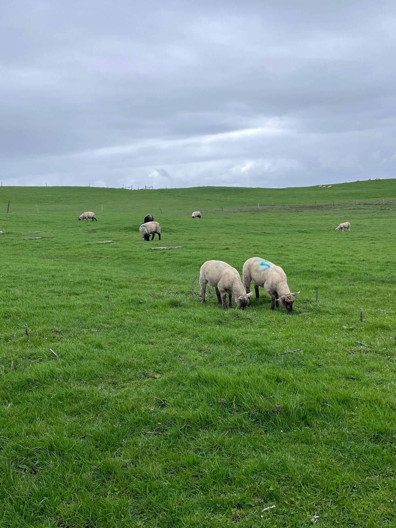 Sheep at Cliffs of Moher
