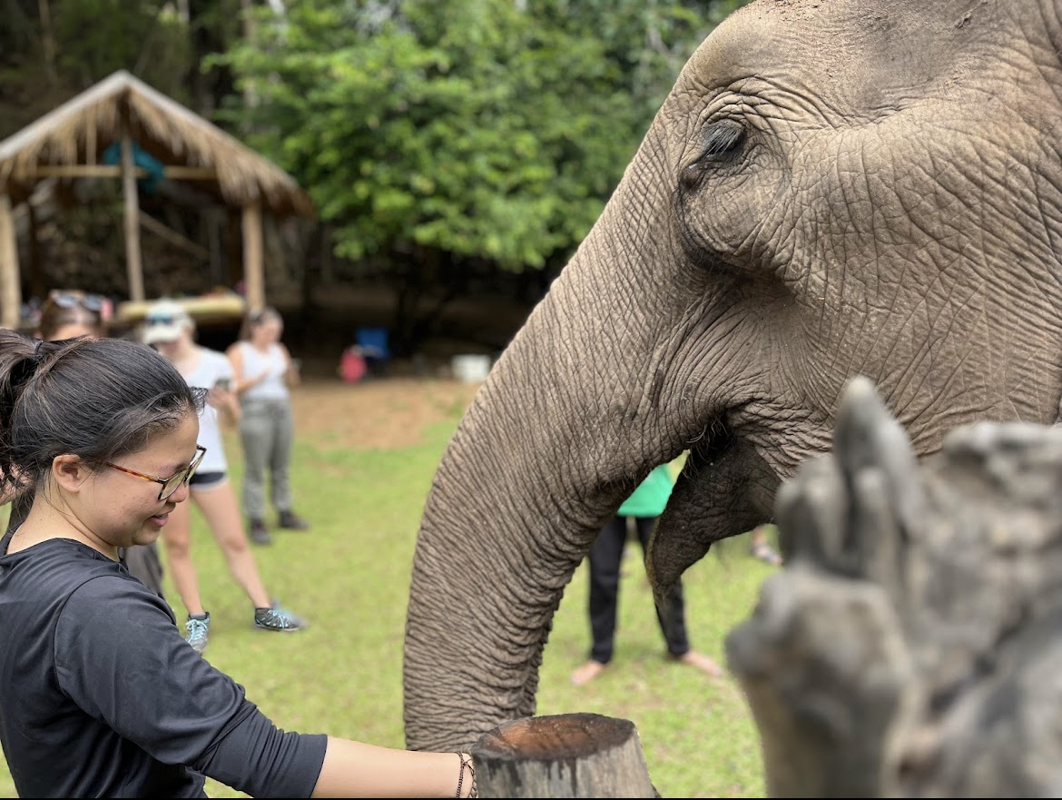 Feeding the elephants with protein snack balls I made with the group 