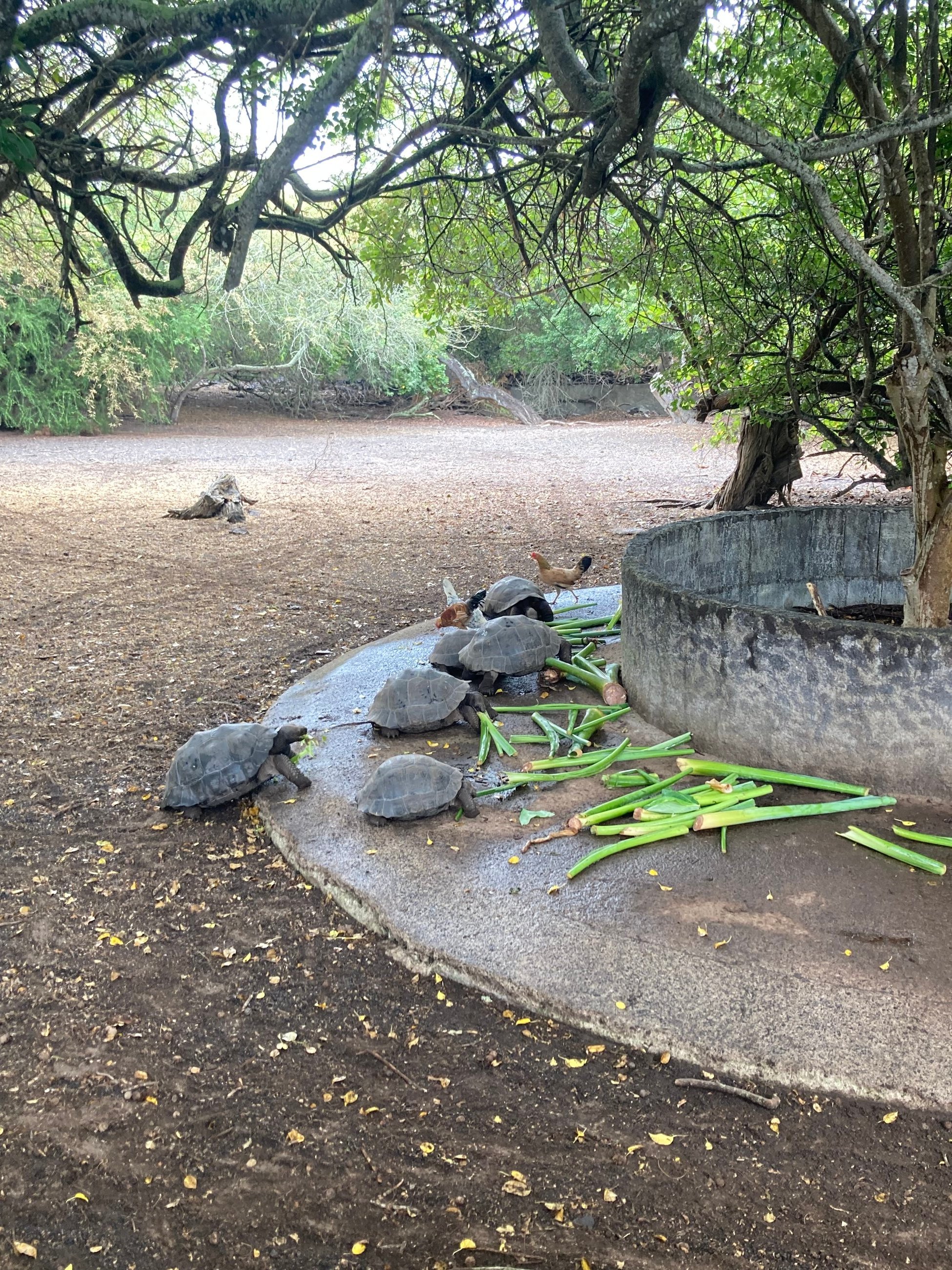 Tortoise breeding centre