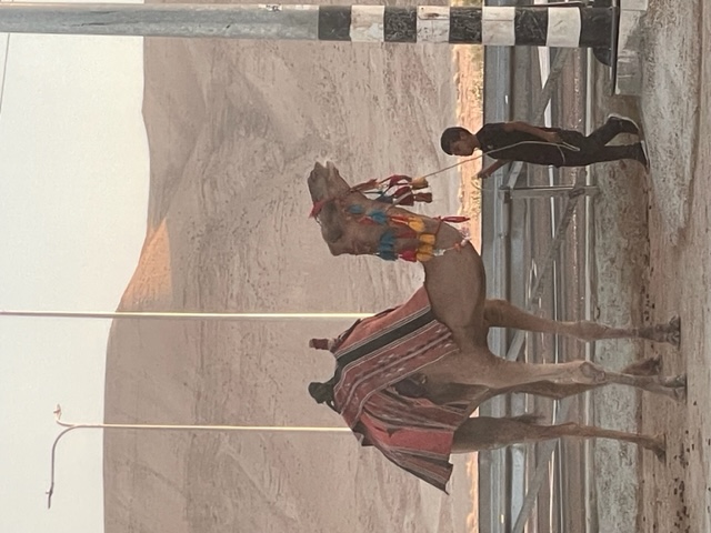 Camel, Jericho