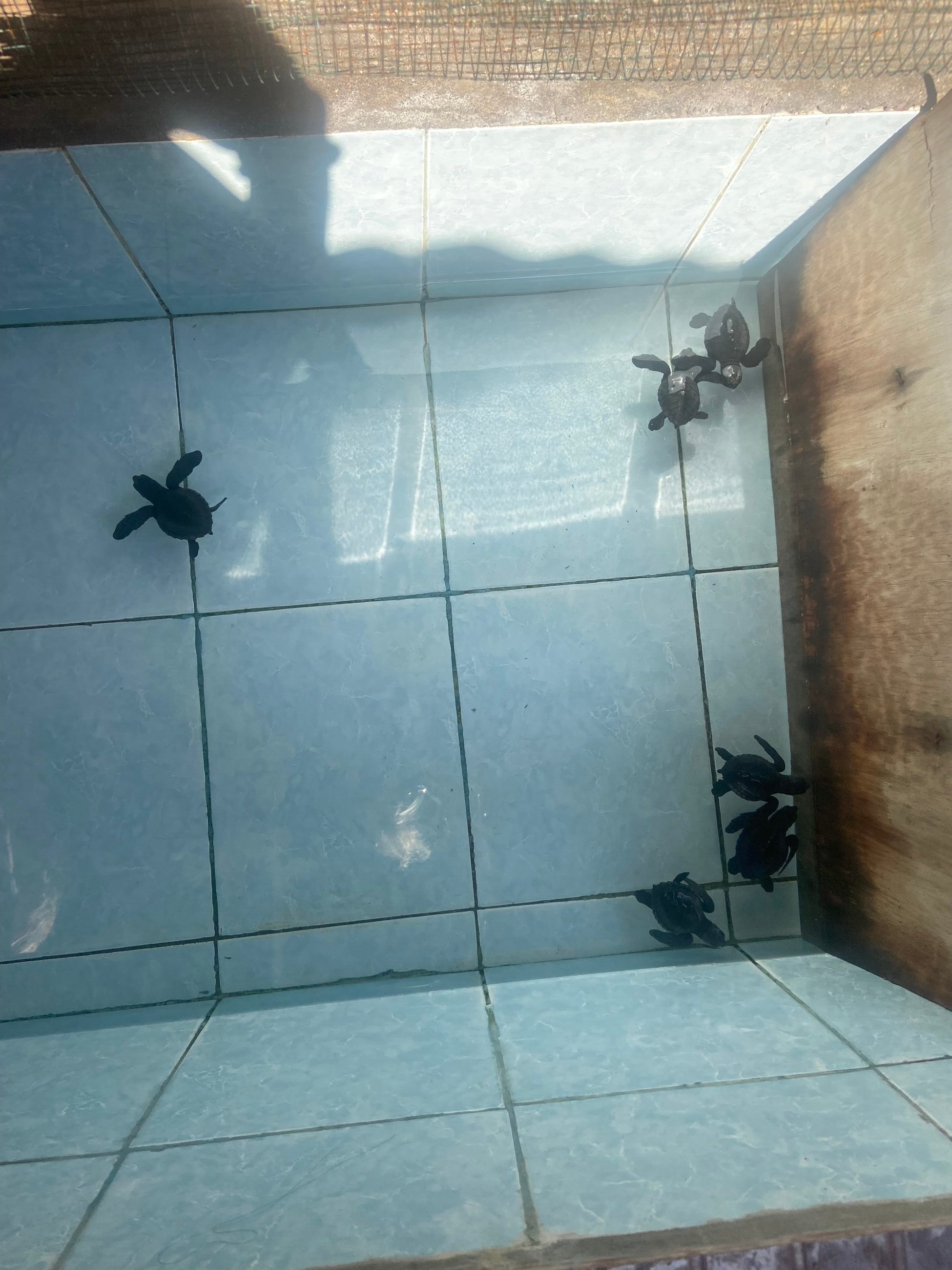 New born turtles!