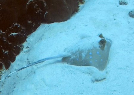 Blue spotted stingray, a local resident species